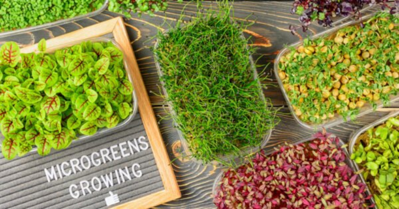Microgreens for health and weight loss